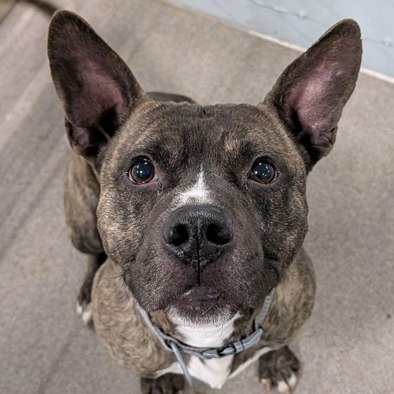 Enlarge Baker, a Adoptable Terrier in St. Louis, MO image 2/6
