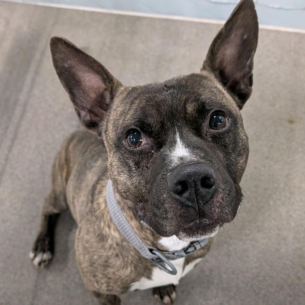 Enlarge Baker, a Adoptable Terrier in St. Louis, MO image 3/6