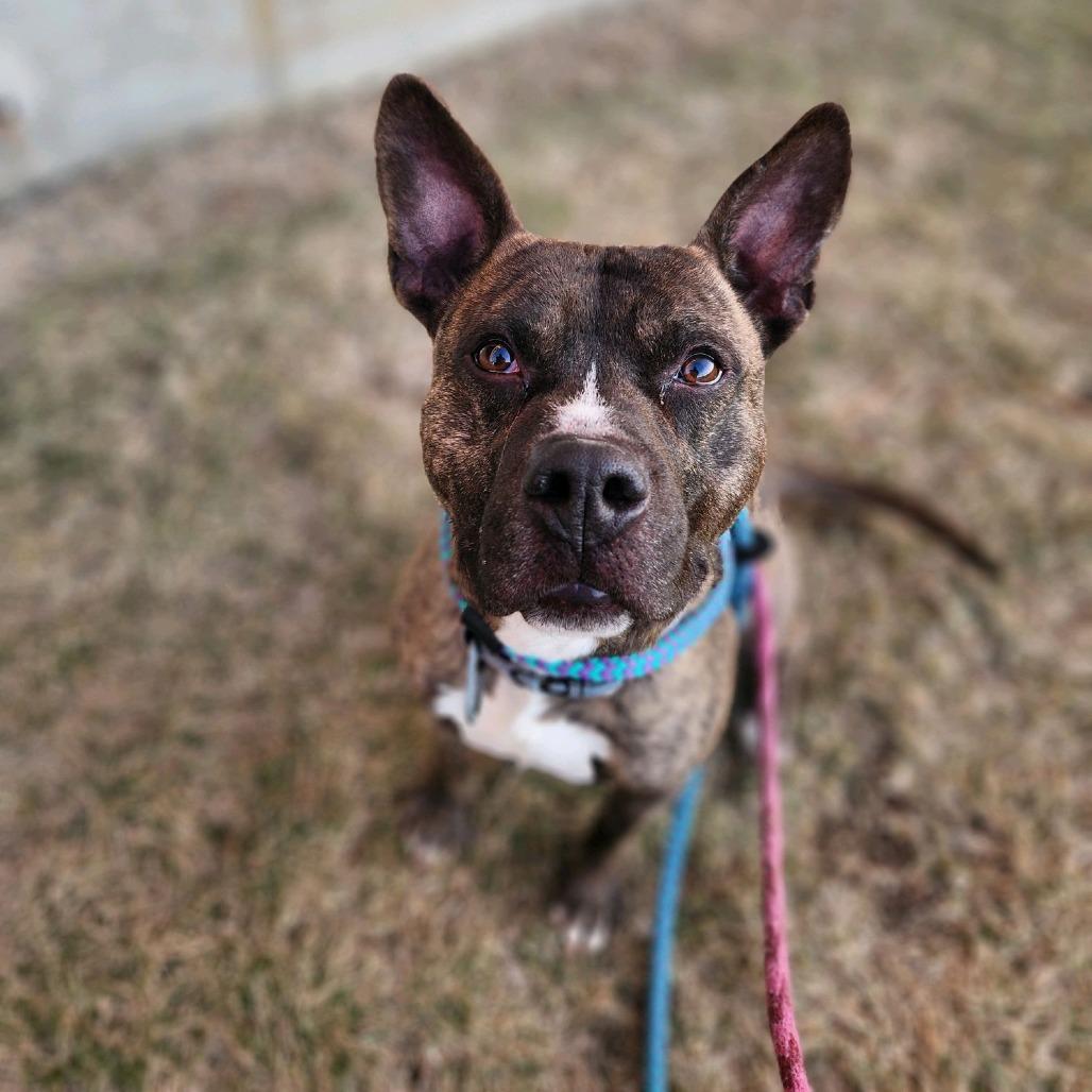 Enlarge Baker, a Adoptable Terrier in St. Louis, MO image 4/6
