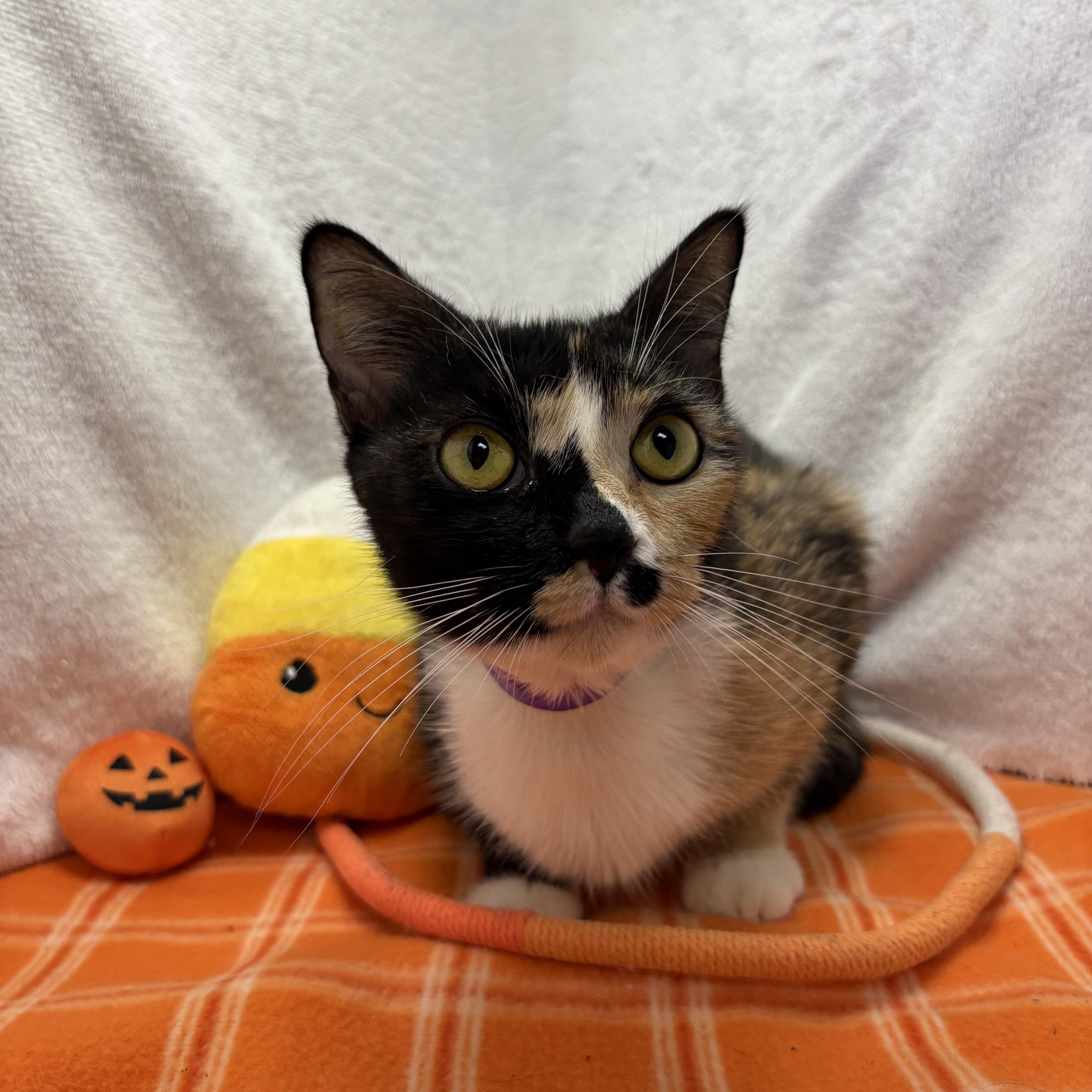 Cupcake, Adoptable, Adult Female Calico.