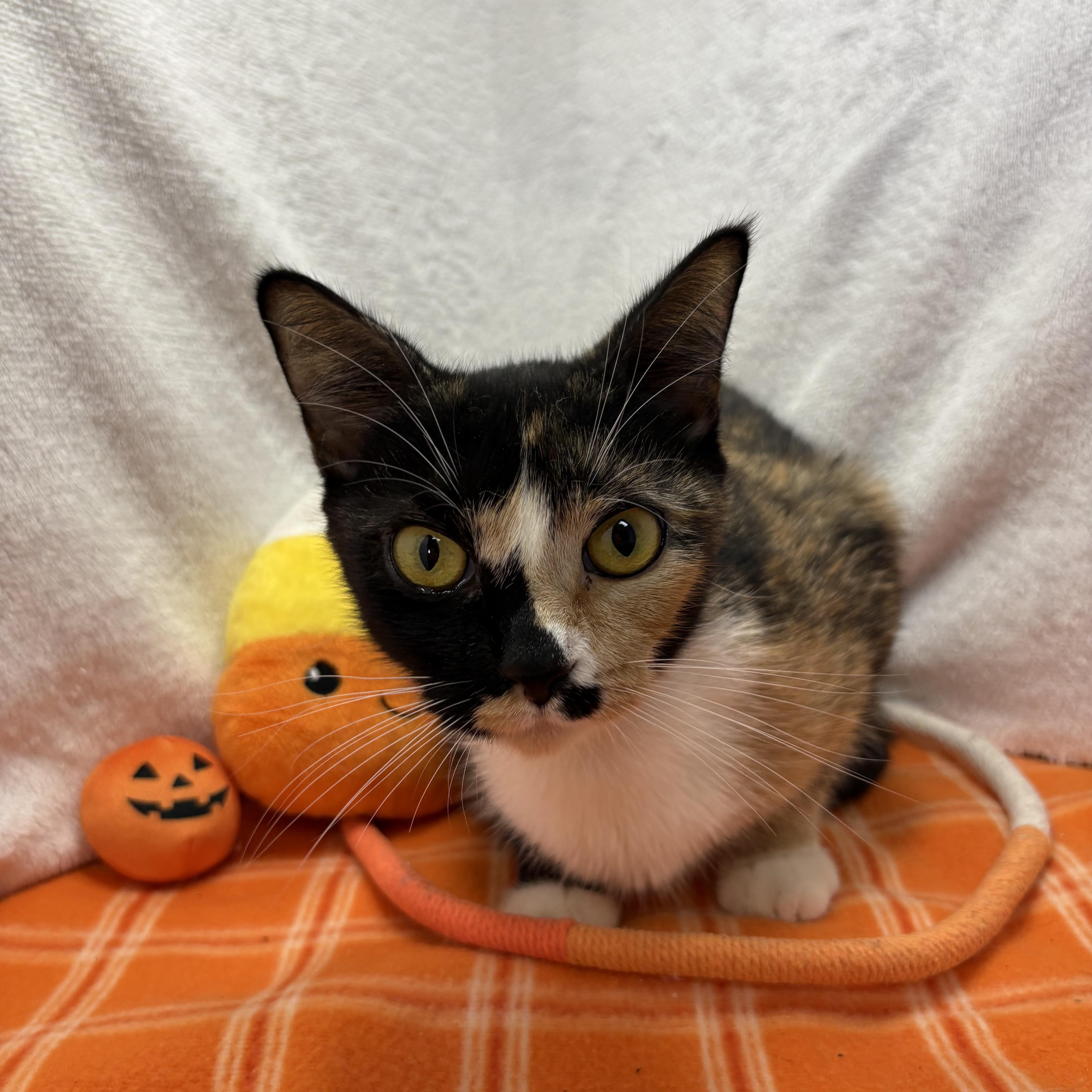 Enlarge Cupcake, a Adoptable Calico in Tavares, FL image 2/2
