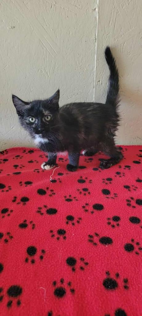 Enlarge Olive, a Adoptable mixed breed in Shelbyville, TN image 1/2