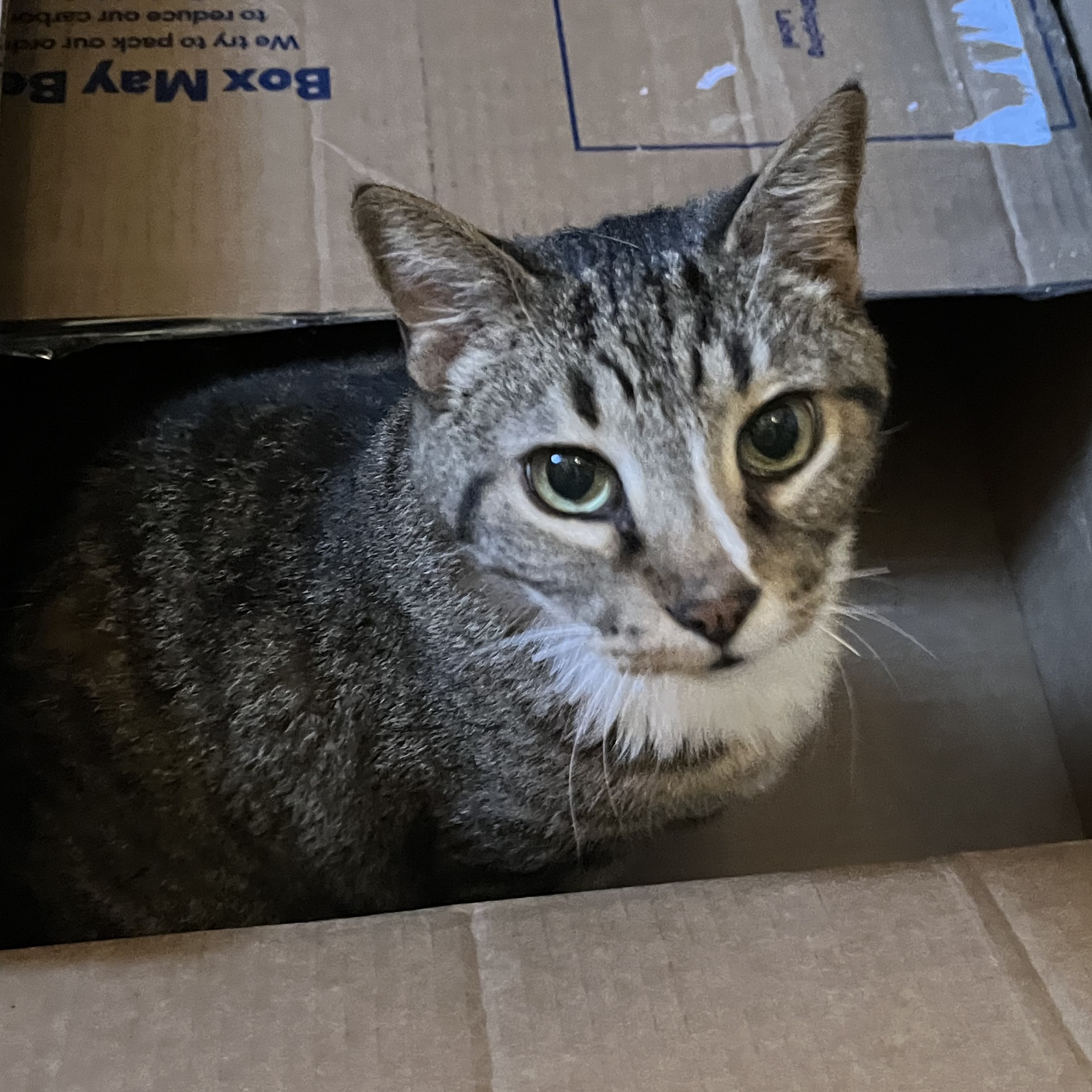 Auron, a Adoptable Domestic Short Hair in Colorado Springs, CO image 1/2