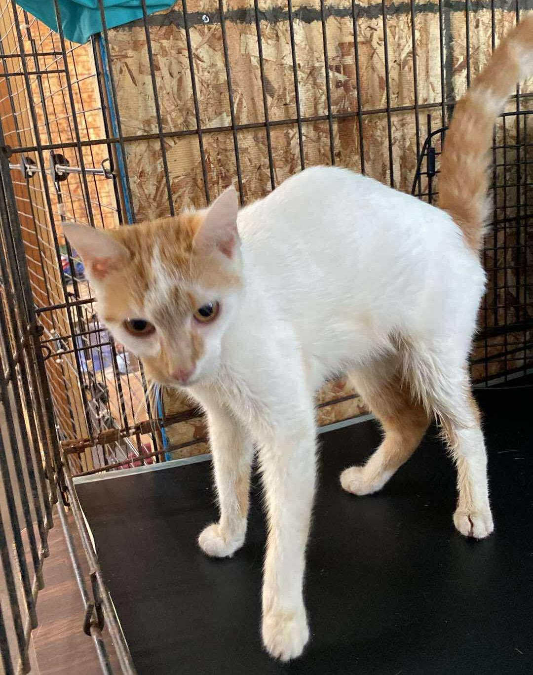 Peach Cobbler, a Adoptable Domestic Short Hair in Fair Haven, VT image 2/3