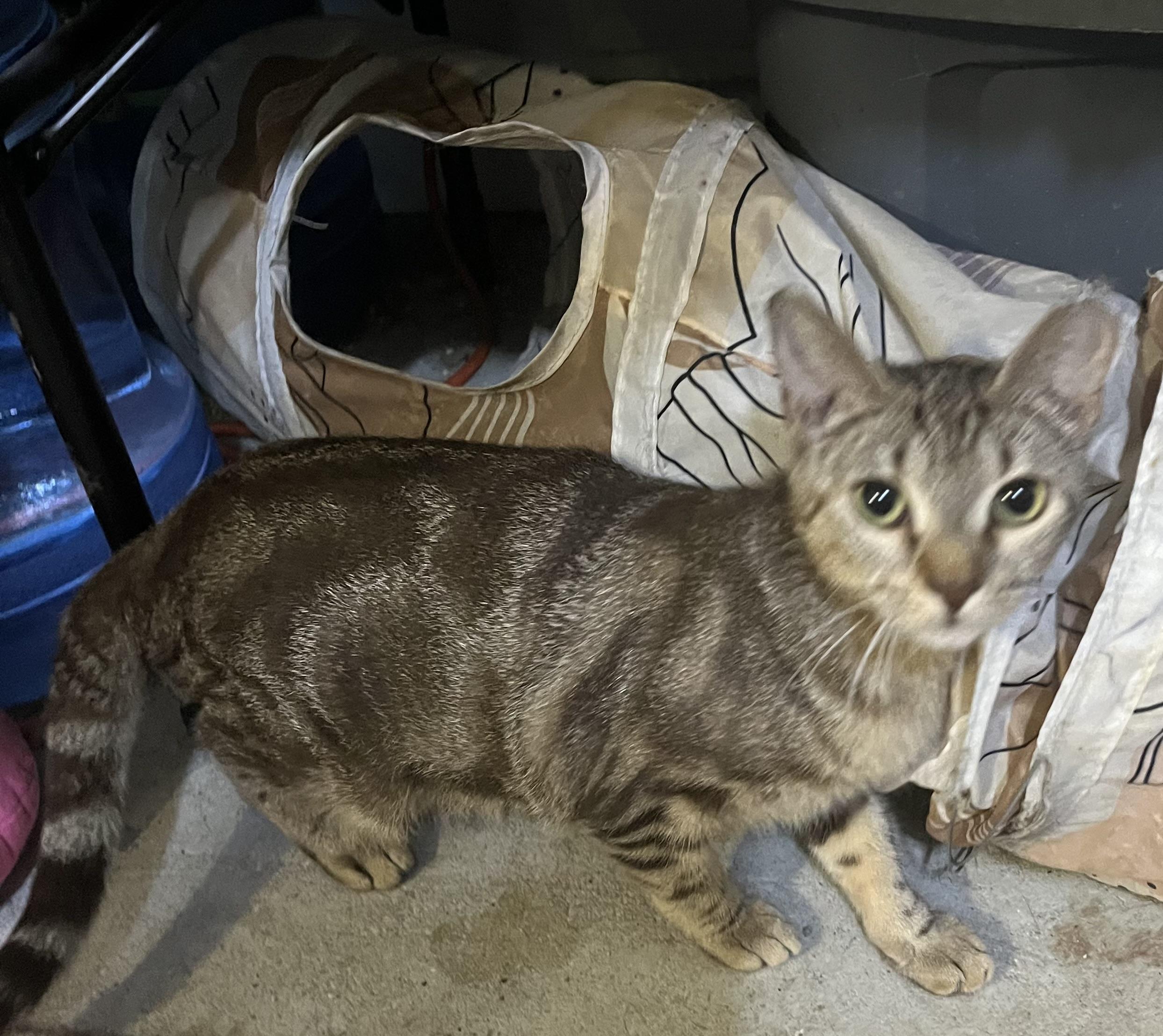 Valerie, ADOPTABLE, Young Female Tabby.