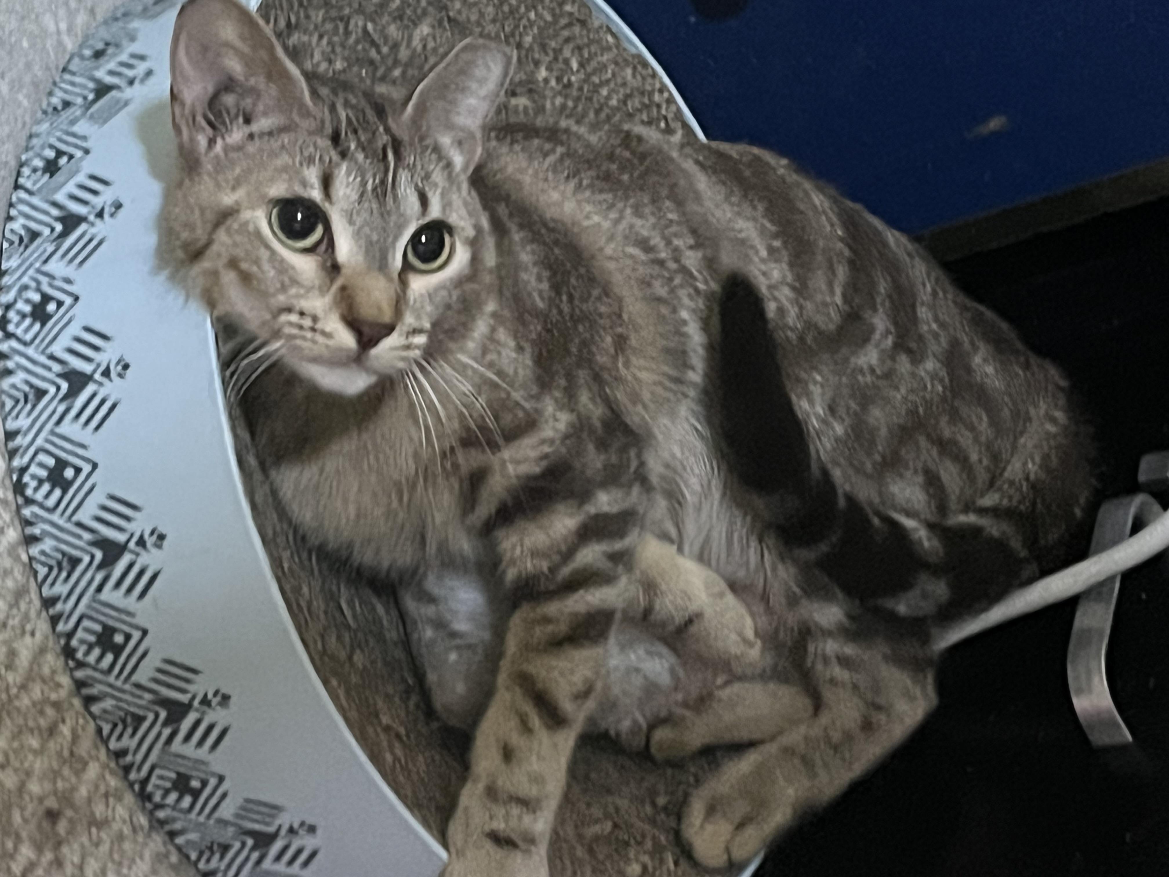 Enlarge Valerie, a Adoptable Tabby in Ormond beach, FL image 2/2