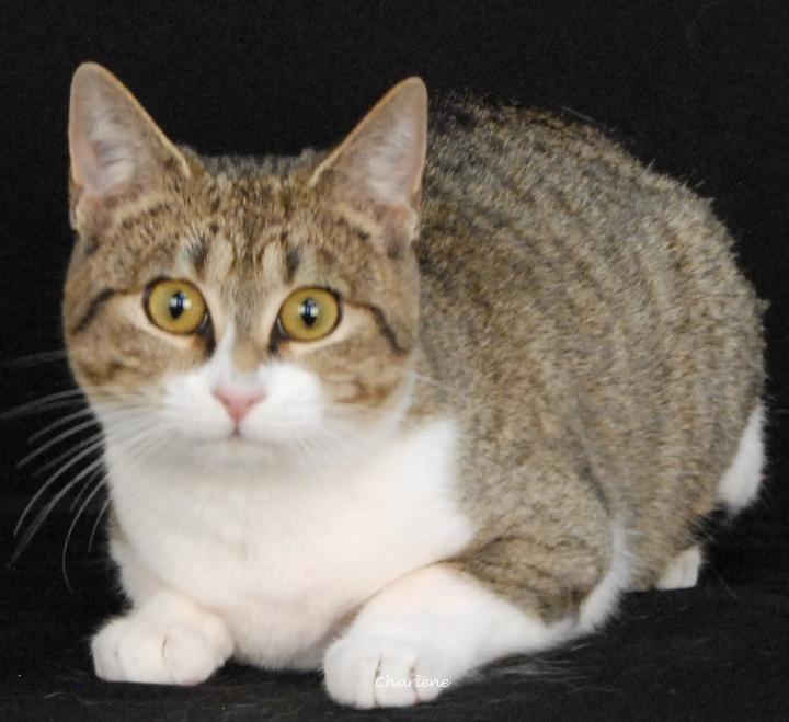 Mouse Hawk, adopted, Young Female Domestic Short Hair.