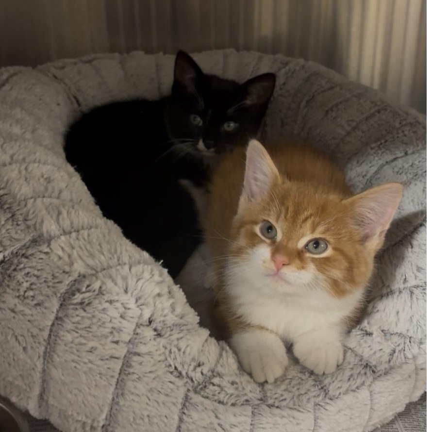 Squash and Turnip bonded kitten siblings, an adoption pending mixed breed in North Kingstown, RI image 1/5