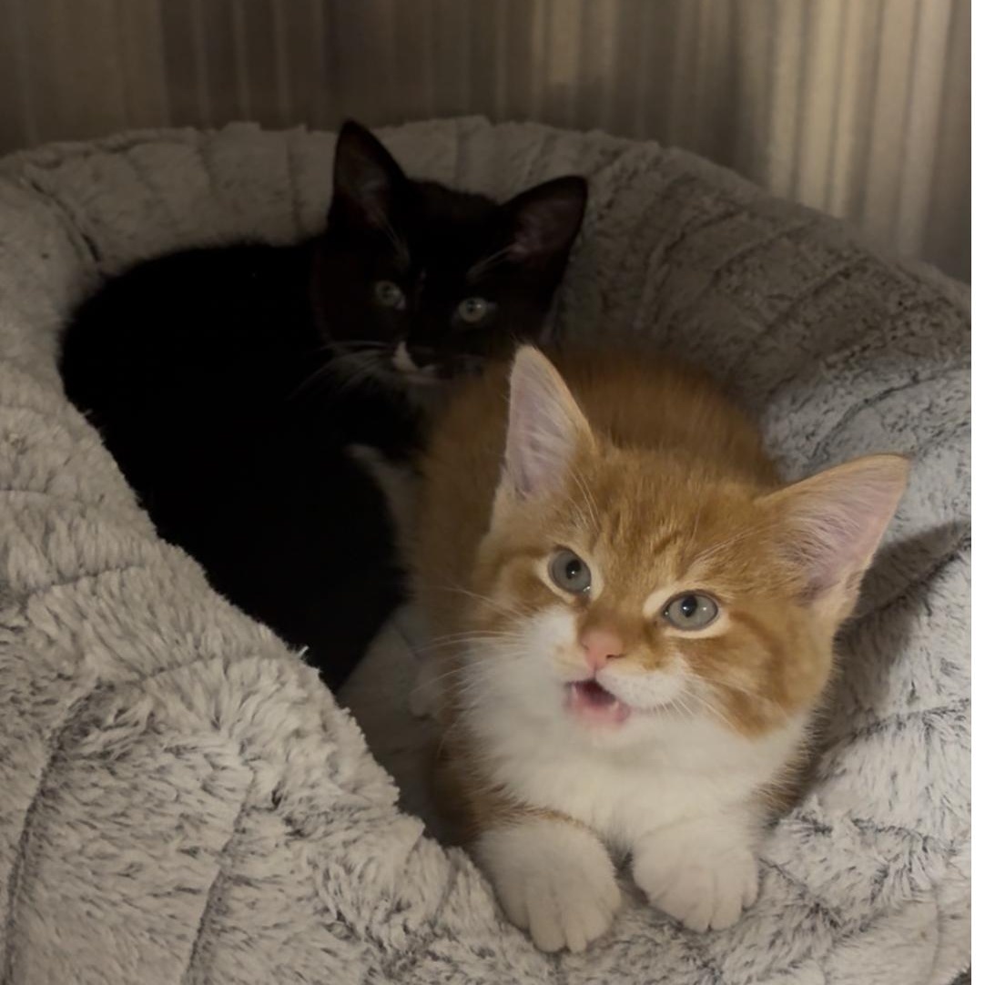 Squash and Turnip bonded kitten siblings, an adoption pending mixed breed in North Kingstown, RI image 2/5