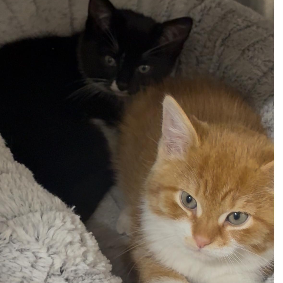 Squash and Turnip bonded kitten siblings, an adoption pending mixed breed in North Kingstown, RI image 3/5