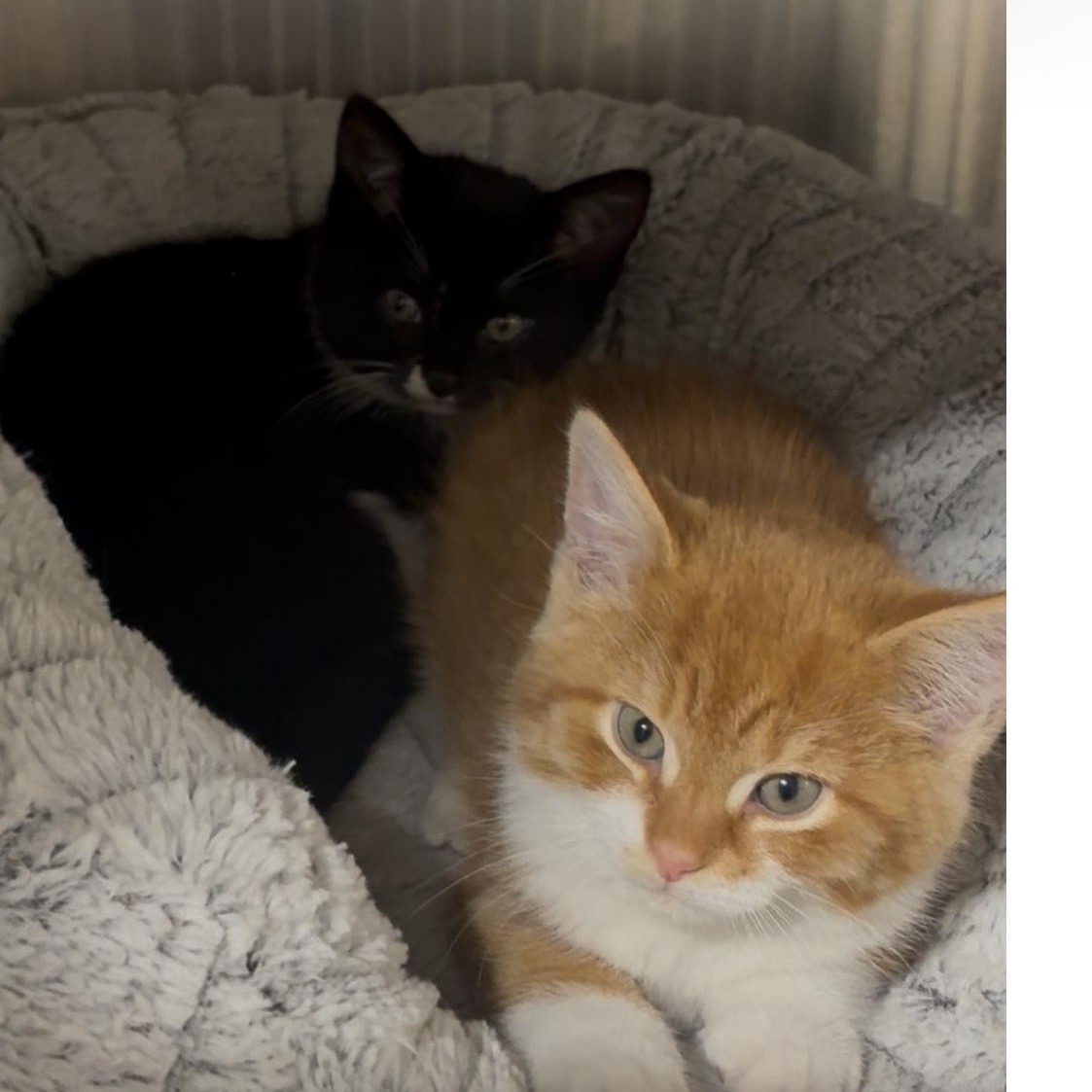 Squash and Turnip bonded kitten siblings, an adoption pending mixed breed in North Kingstown, RI image 4/5