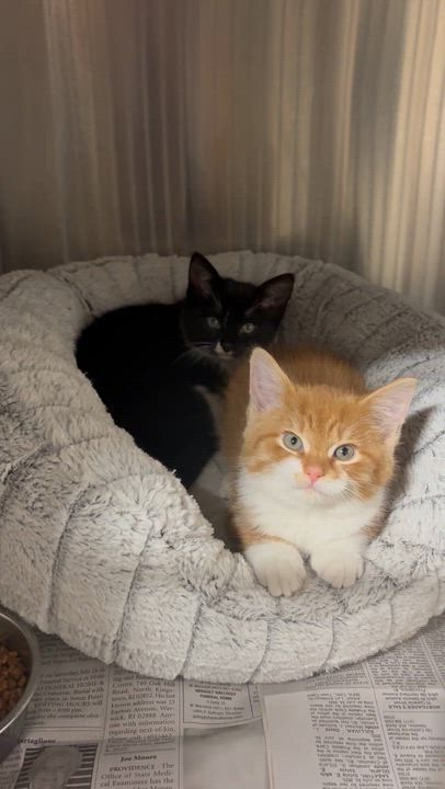 Enlarge Squash and Turnip bonded kitten siblings, an adoption pending mixed breed in North Kingstown, RI video 5/5