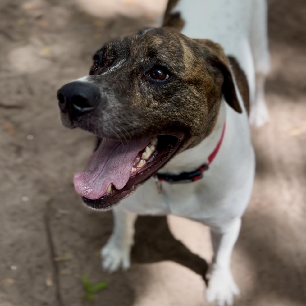 Roxy, a Adoptable Mixed Breed in Charleston, SC image 2/5
