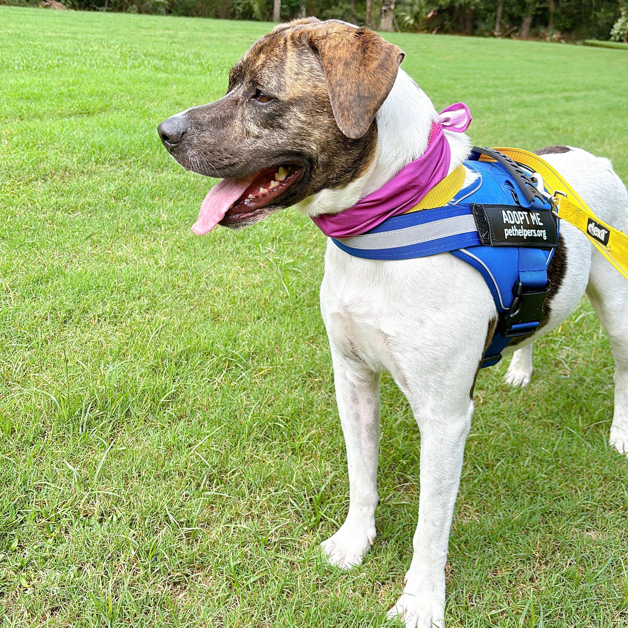 Roxy, a Adoptable Mixed Breed in Charleston, SC image 4/5