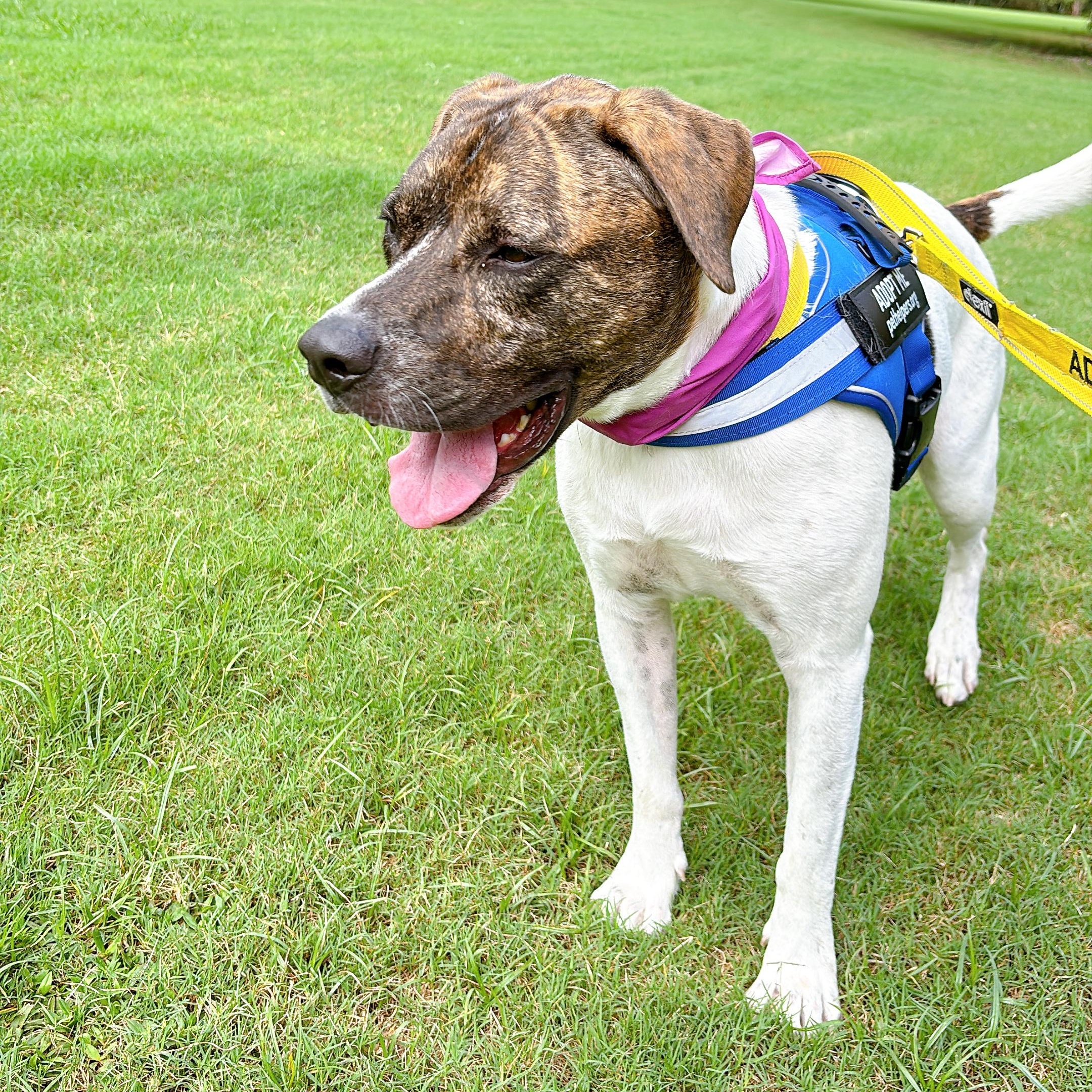 Roxy, a Adoptable Mixed Breed in Charleston, SC image 3/5