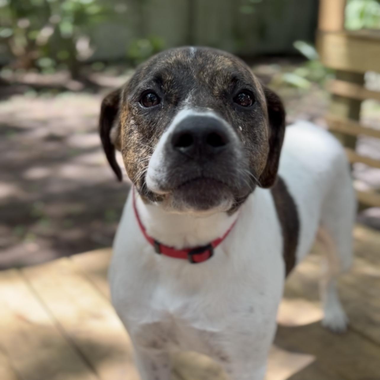 Roxy, a Adoptable Mixed Breed in Charleston, SC image 1/5