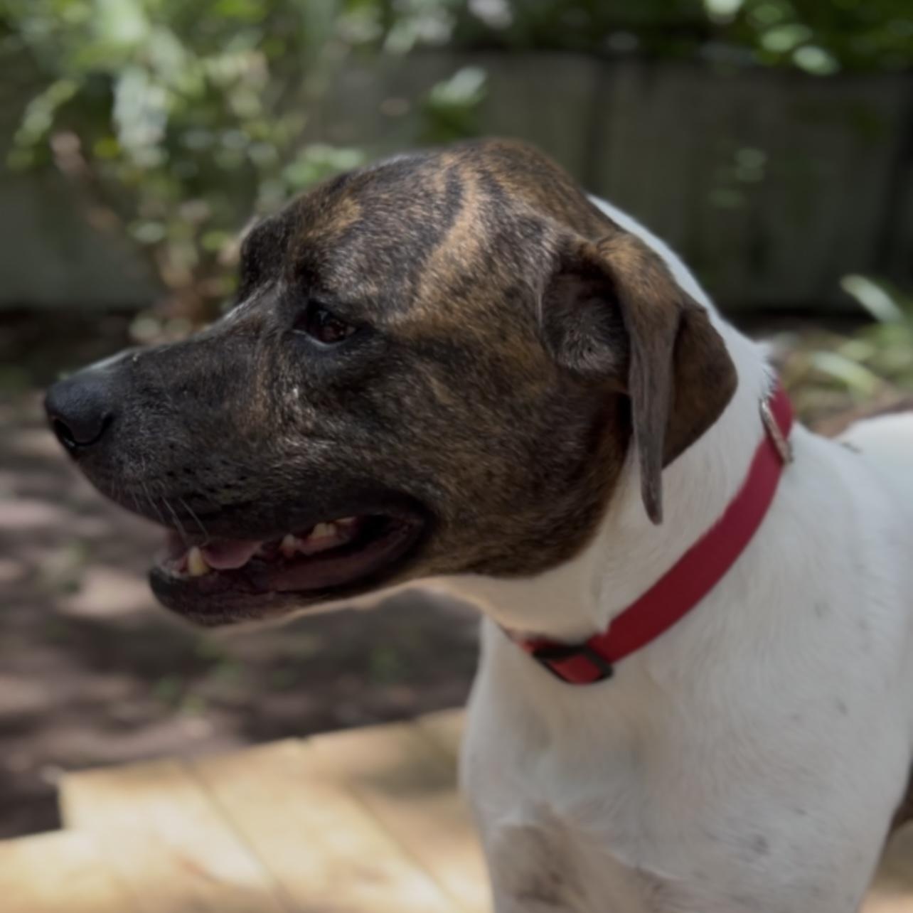 Roxy, a Adoptable Mixed Breed in Charleston, SC image 5/5