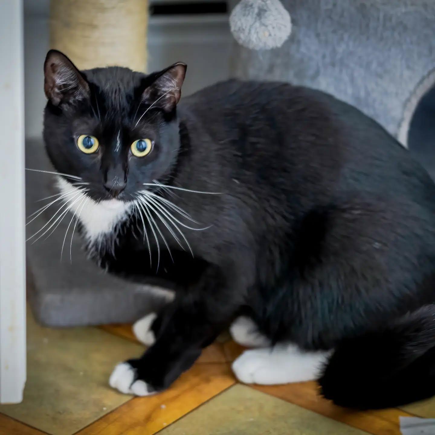 Enlarge Charlie, a Adoptable Tuxedo in HANSON, MA image 2/2