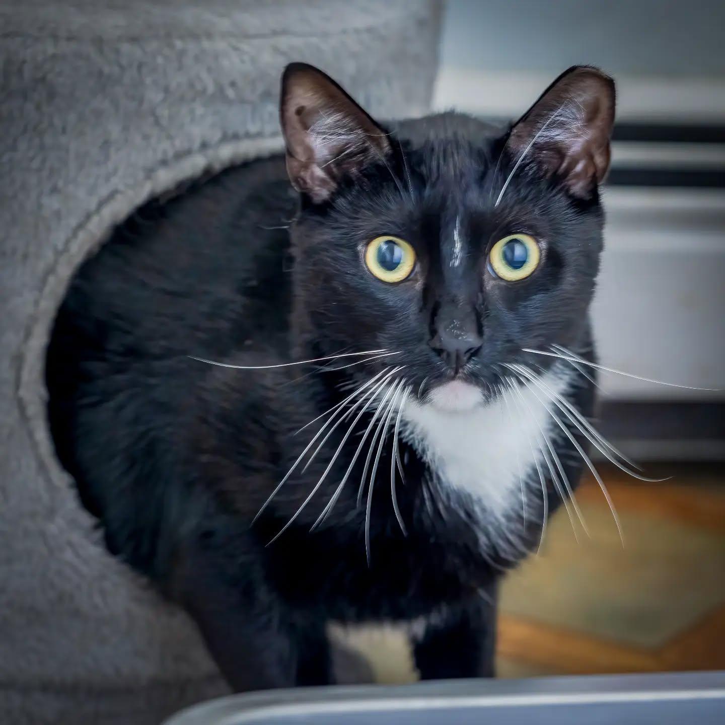 Enlarge Charlie, a Adoptable Tuxedo in HANSON, MA image 1/2