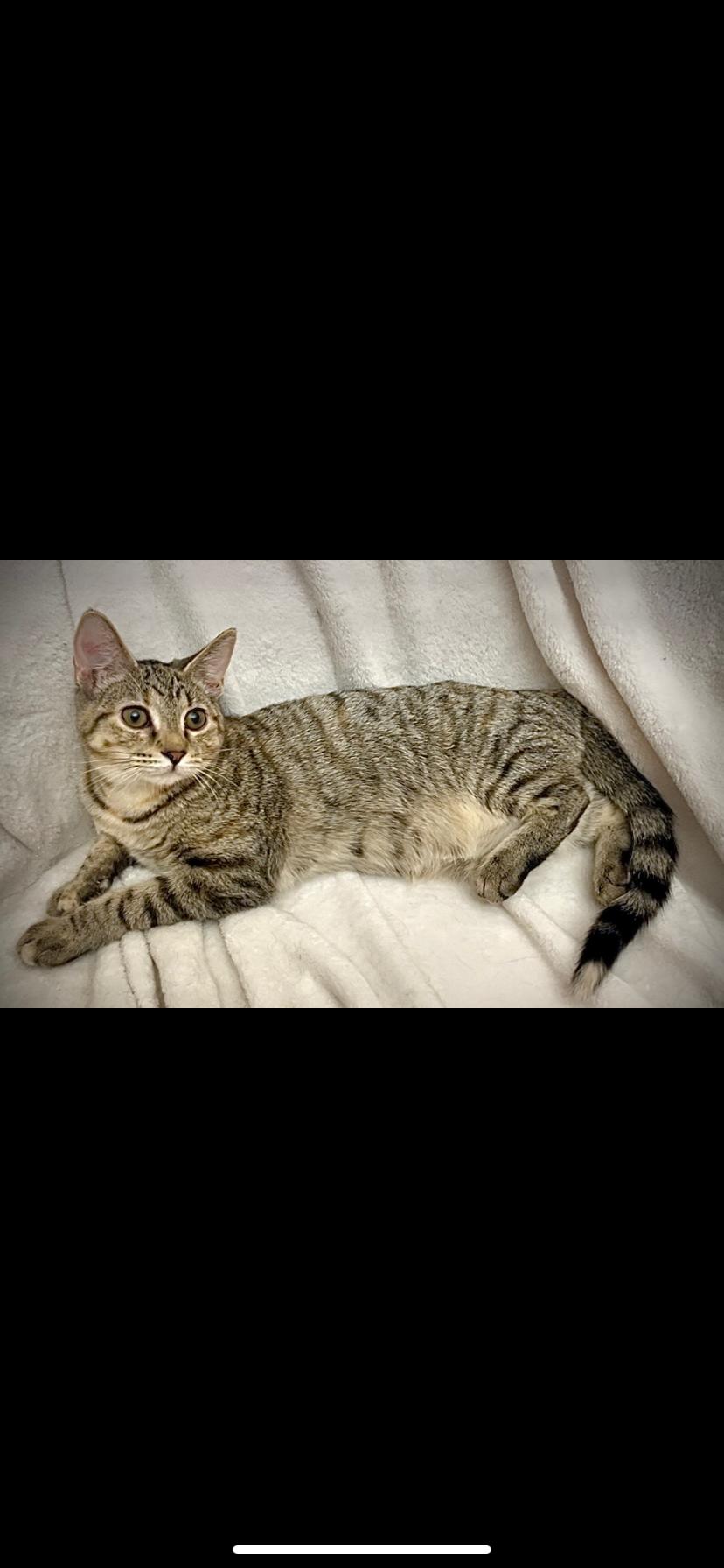 Pixie, Adoptable, Kitten Female Domestic Short Hair.