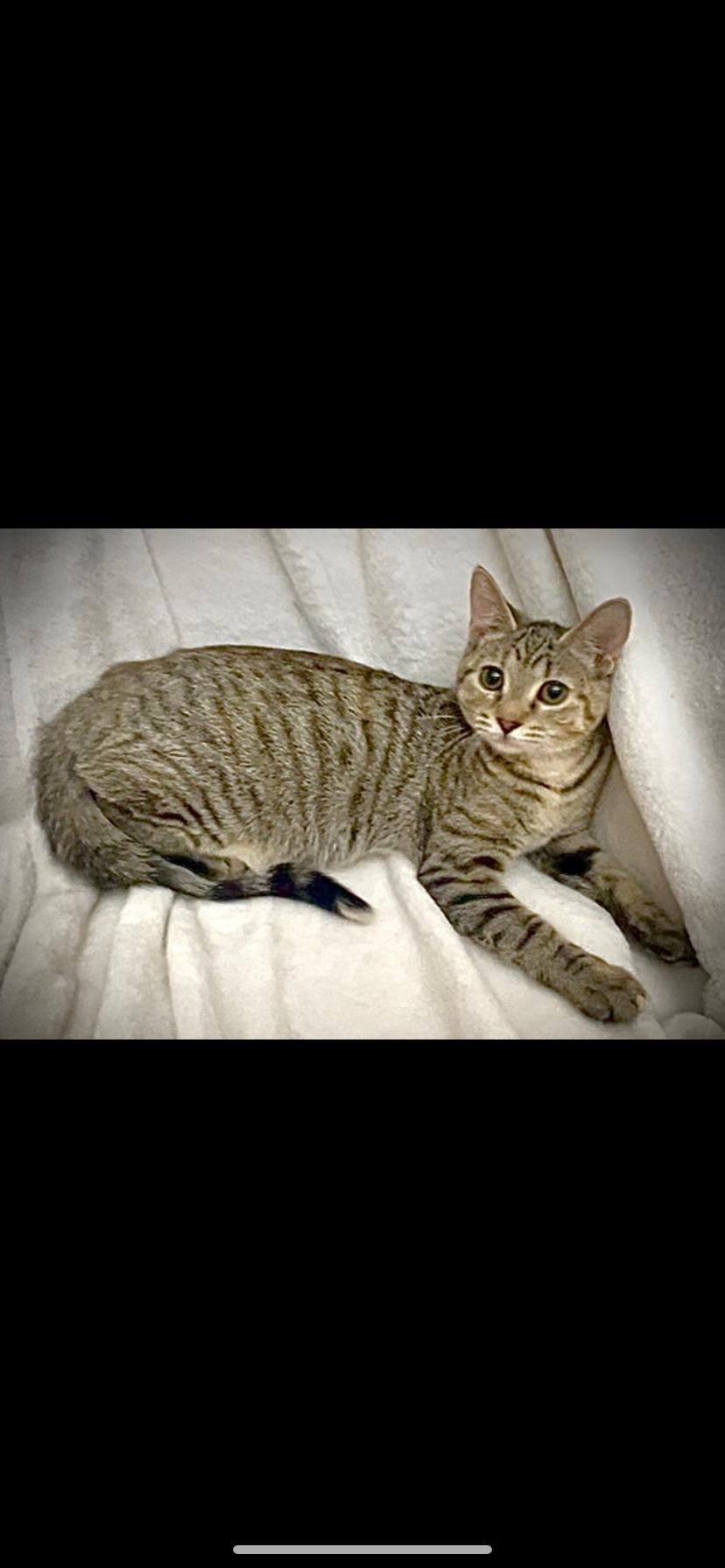 Enlarge Pixie, a Adoptable Domestic Short Hair in Waveland, IN image 2/3