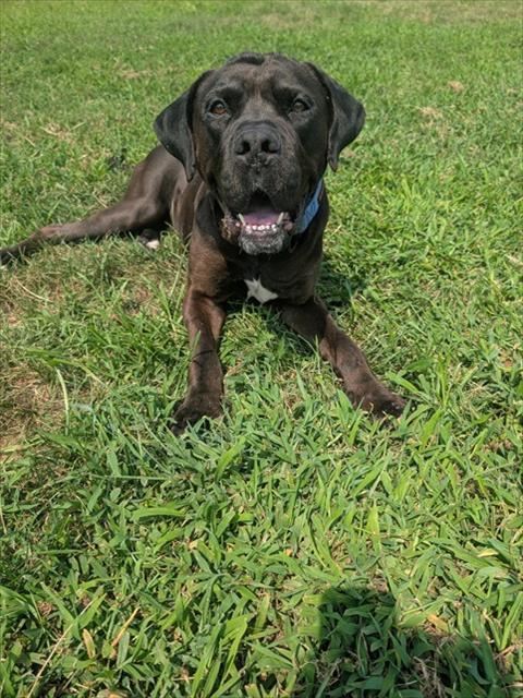 Enlarge CHICAGO, a Adoptable mixed breed in Upper Marlboro, MD image 1/1