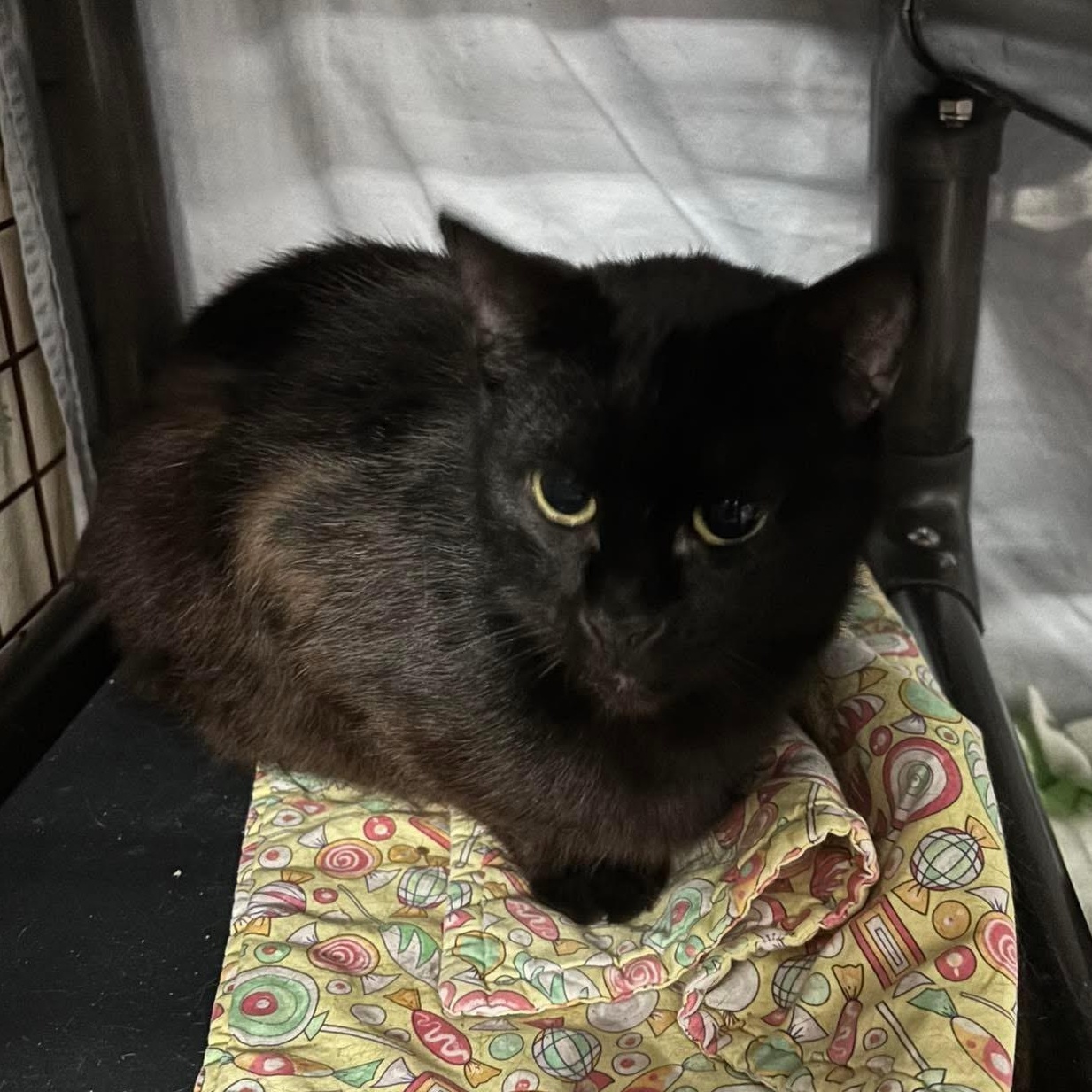 Enlarge Vixen, a Adoptable Domestic Short Hair in Grand Rapids, MI image 3/6