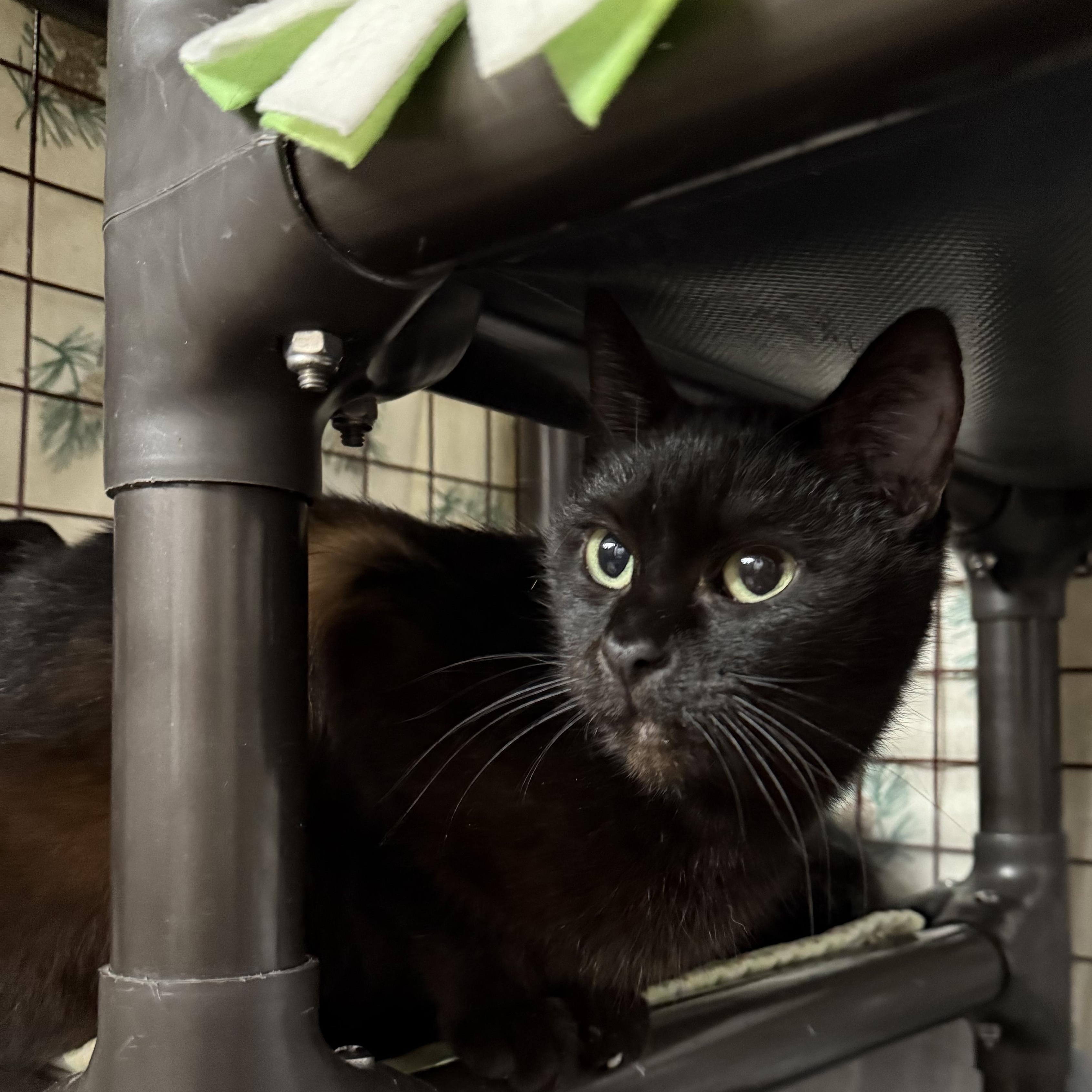 Enlarge Vixen, a Adoptable Domestic Short Hair in Grand Rapids, MI image 2/6
