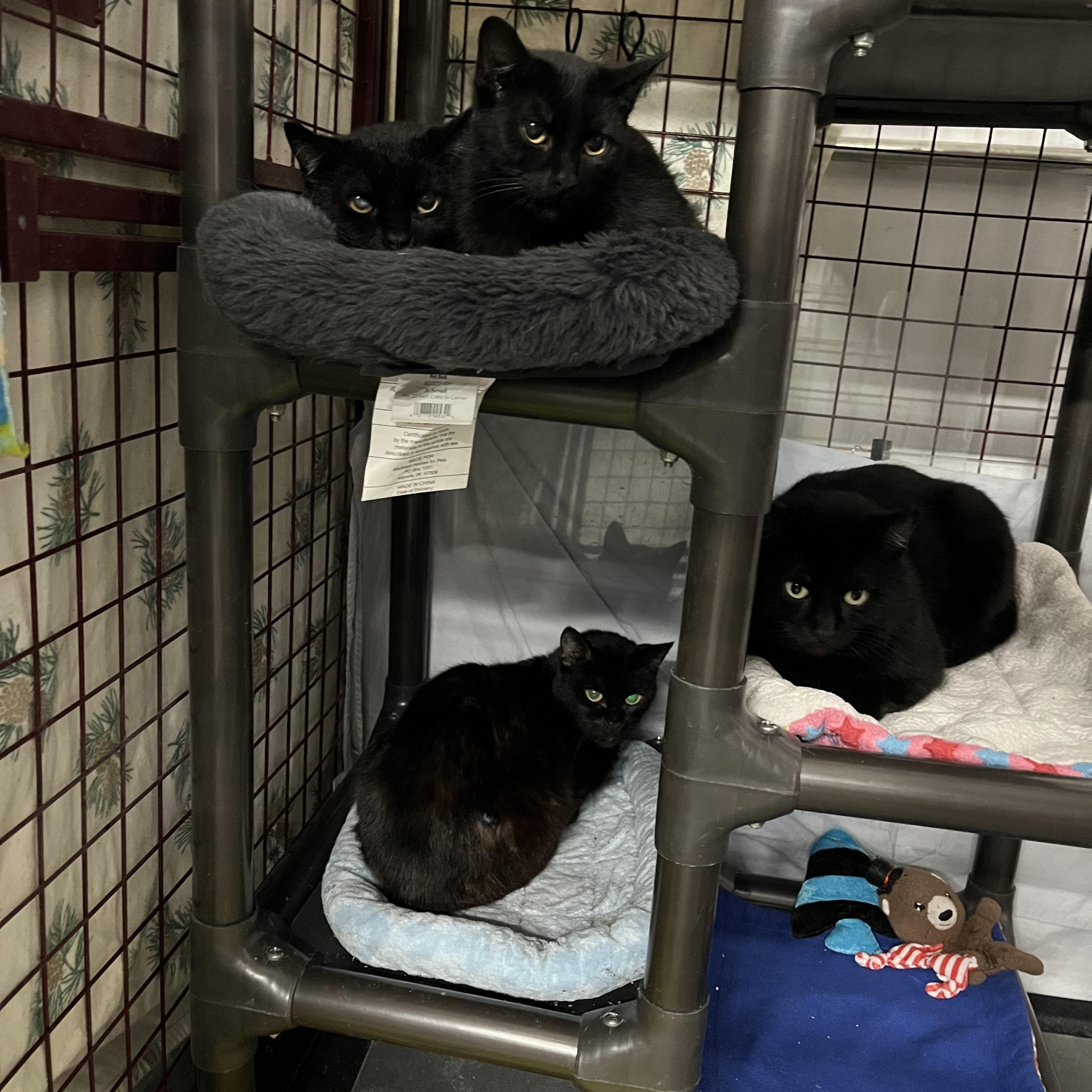 Enlarge Vixen, a Adoptable Domestic Short Hair in Grand Rapids, MI image 4/6