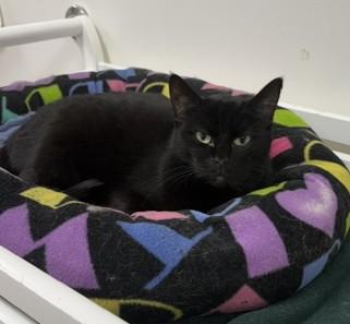 Enlarge Vixen, a Adoptable Domestic Short Hair in Grand Rapids, MI image 5/5