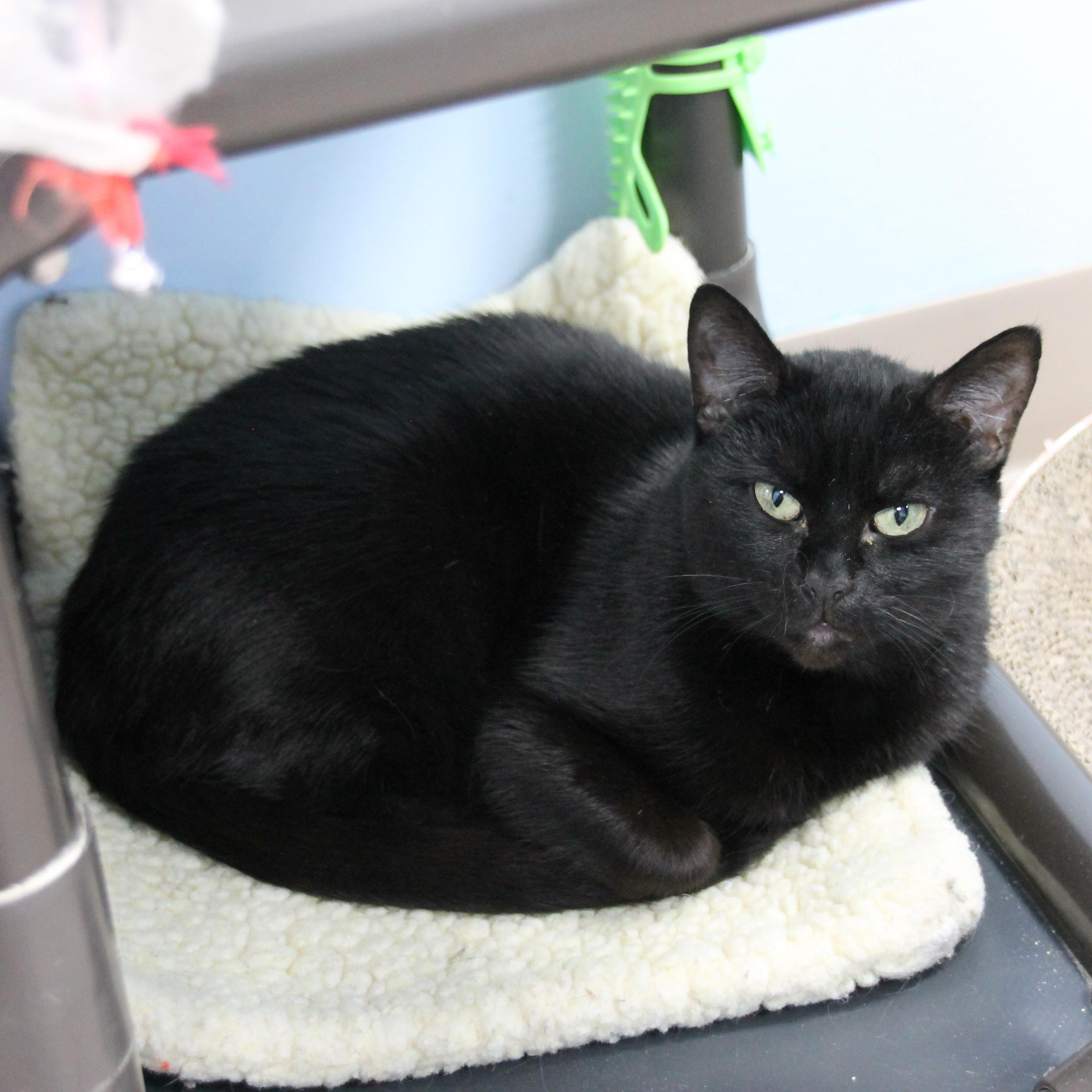 Vixen, Adoptable, Adult Female Domestic Short Hair.