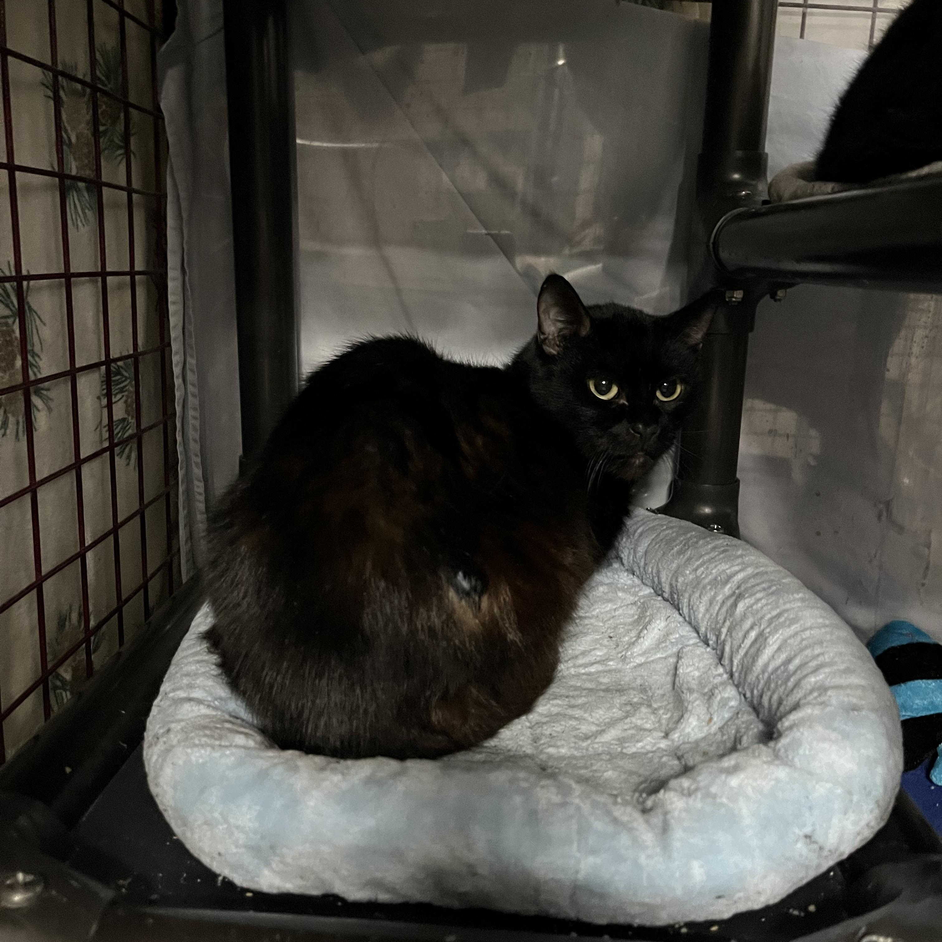 Enlarge Vixen, a Adoptable Domestic Short Hair in Grand Rapids, MI image 5/6