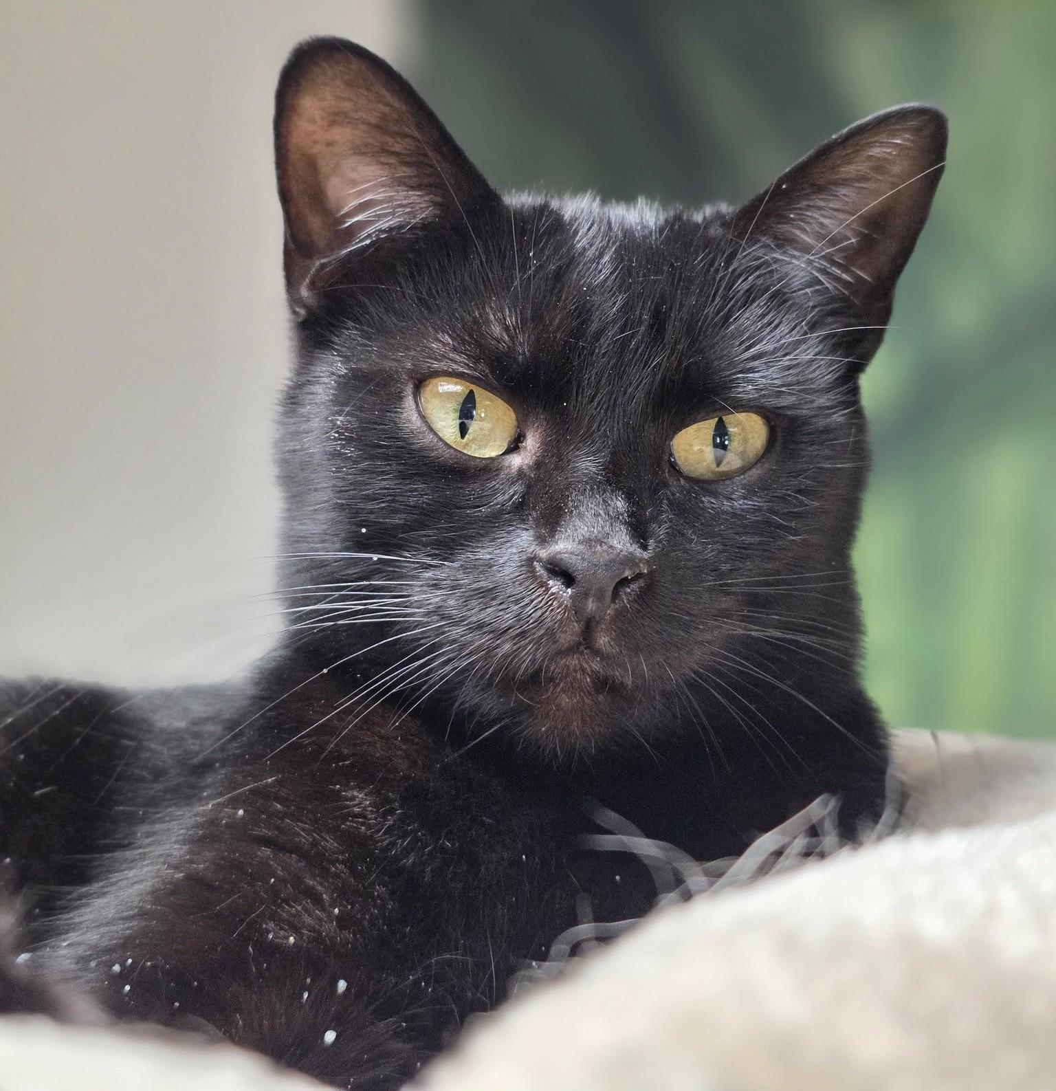 Enlarge Vixen, a Adoptable Domestic Short Hair in Grand Rapids, MI image 1/5