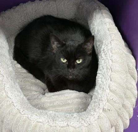Enlarge Vixen, a Adoptable Domestic Short Hair in Grand Rapids, MI image 3/5