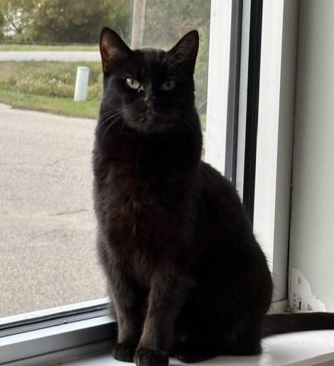 Enlarge Vixen, a Adoptable Domestic Short Hair in Grand Rapids, MI image 4/5