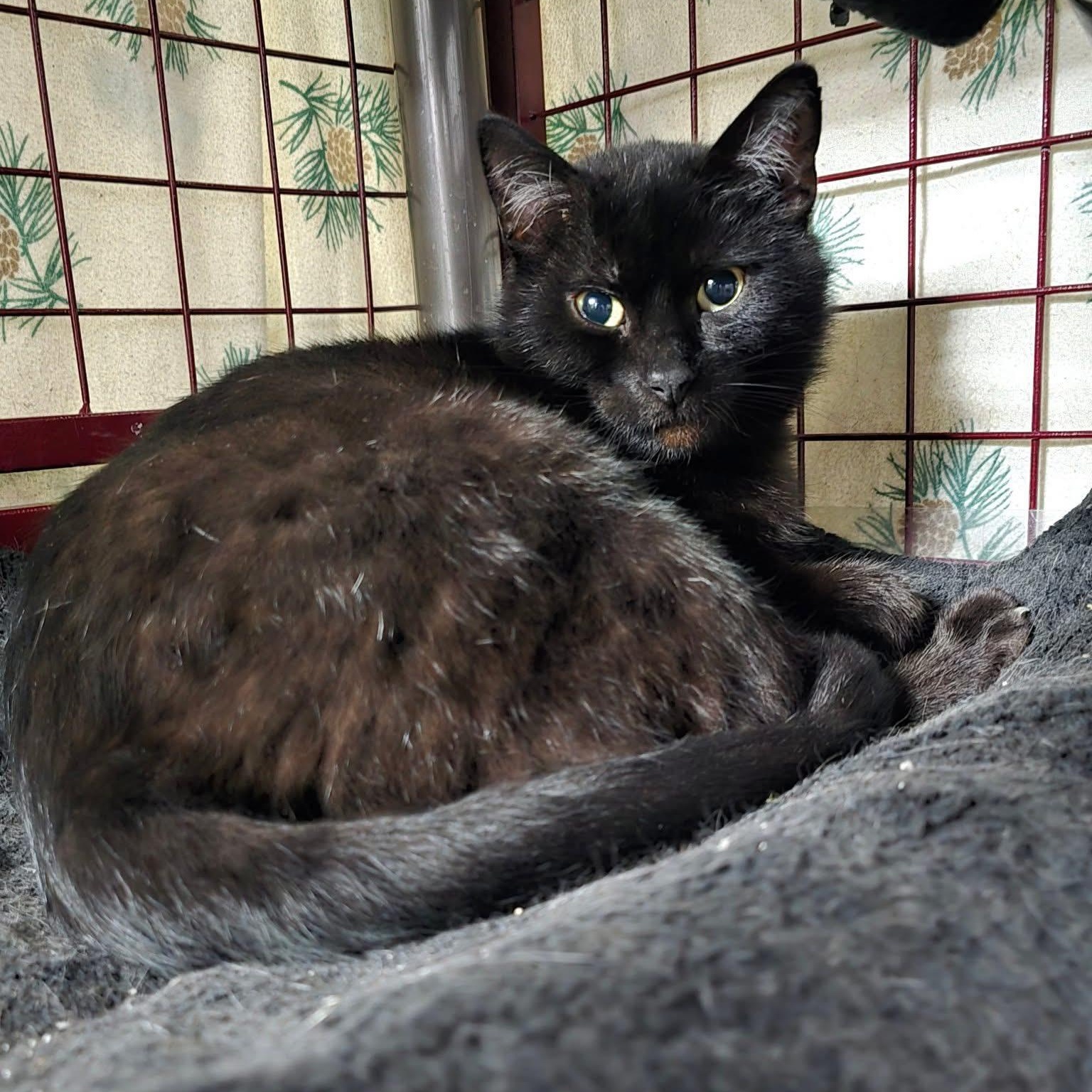 Enlarge Vixen, a Adoptable Domestic Short Hair in Grand Rapids, MI image 6/6