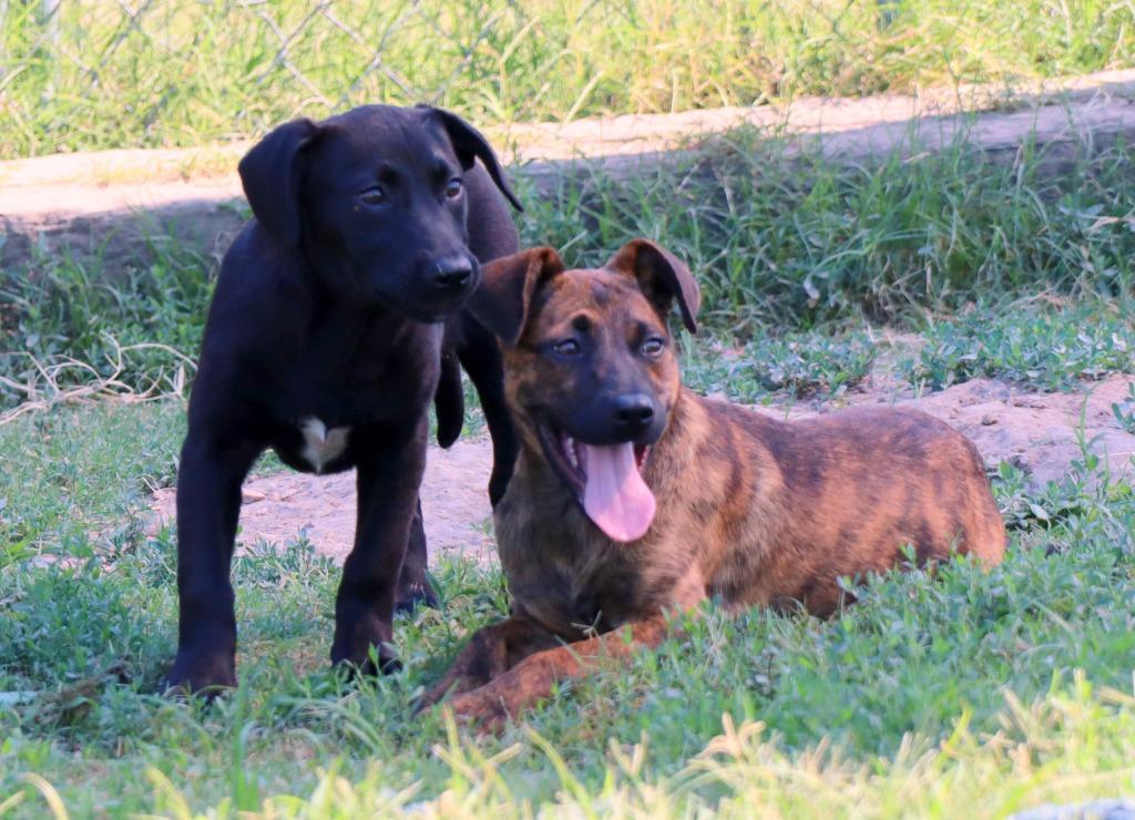 Velveta, Adoptable, Puppy Female Mixed Breed.