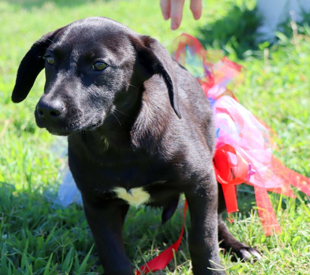 Enlarge Velveta, a Adoptable Mixed Breed in Jonesboro, AR image 2/5