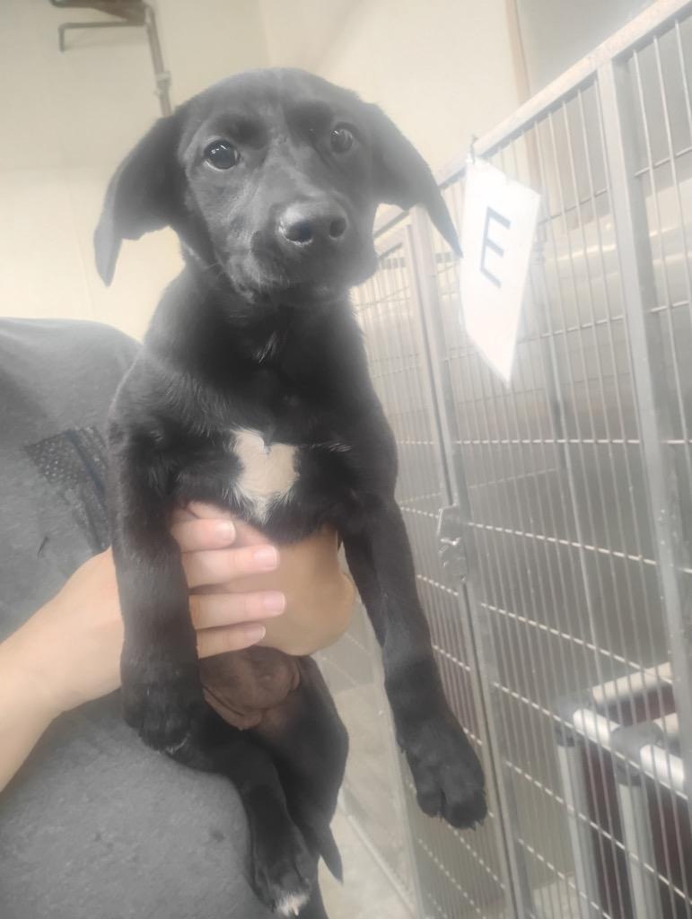 Enlarge Velveta, a Adoptable Mixed Breed in Jonesboro, AR image 3/5