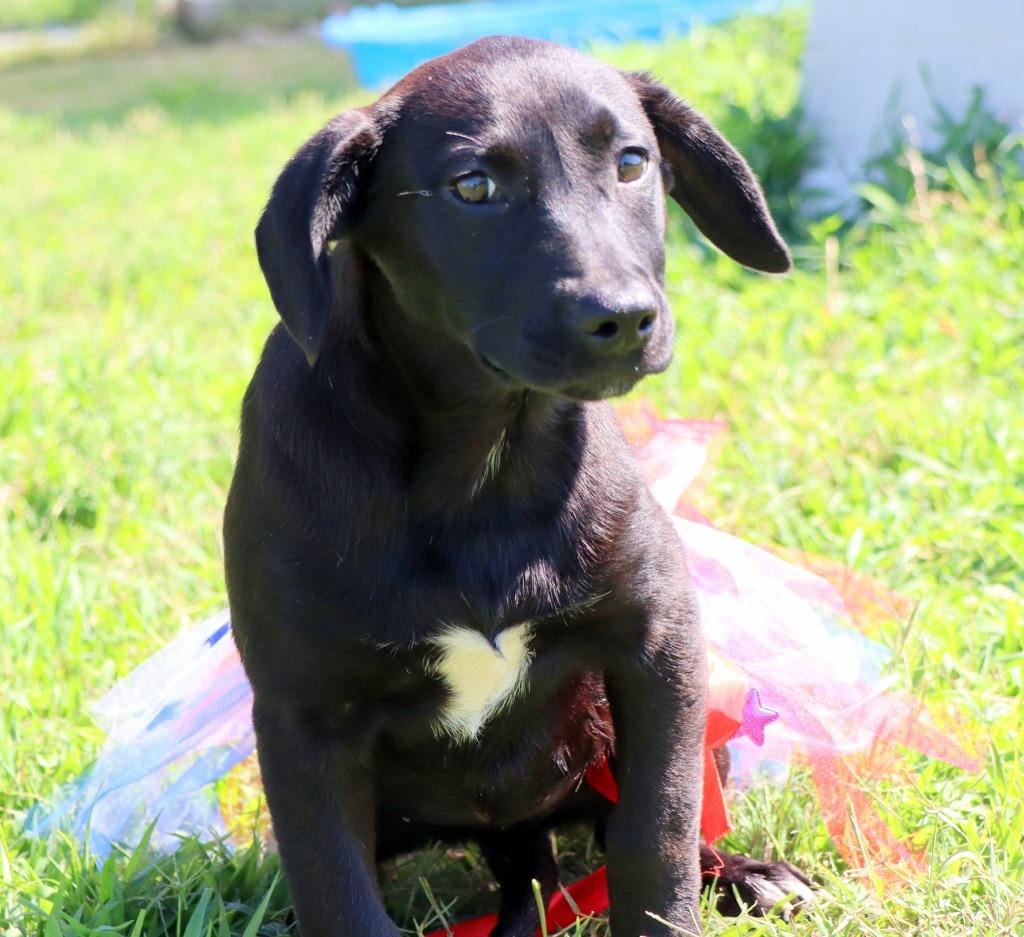 Enlarge Velveta, a Adoptable Mixed Breed in Jonesboro, AR image 4/5