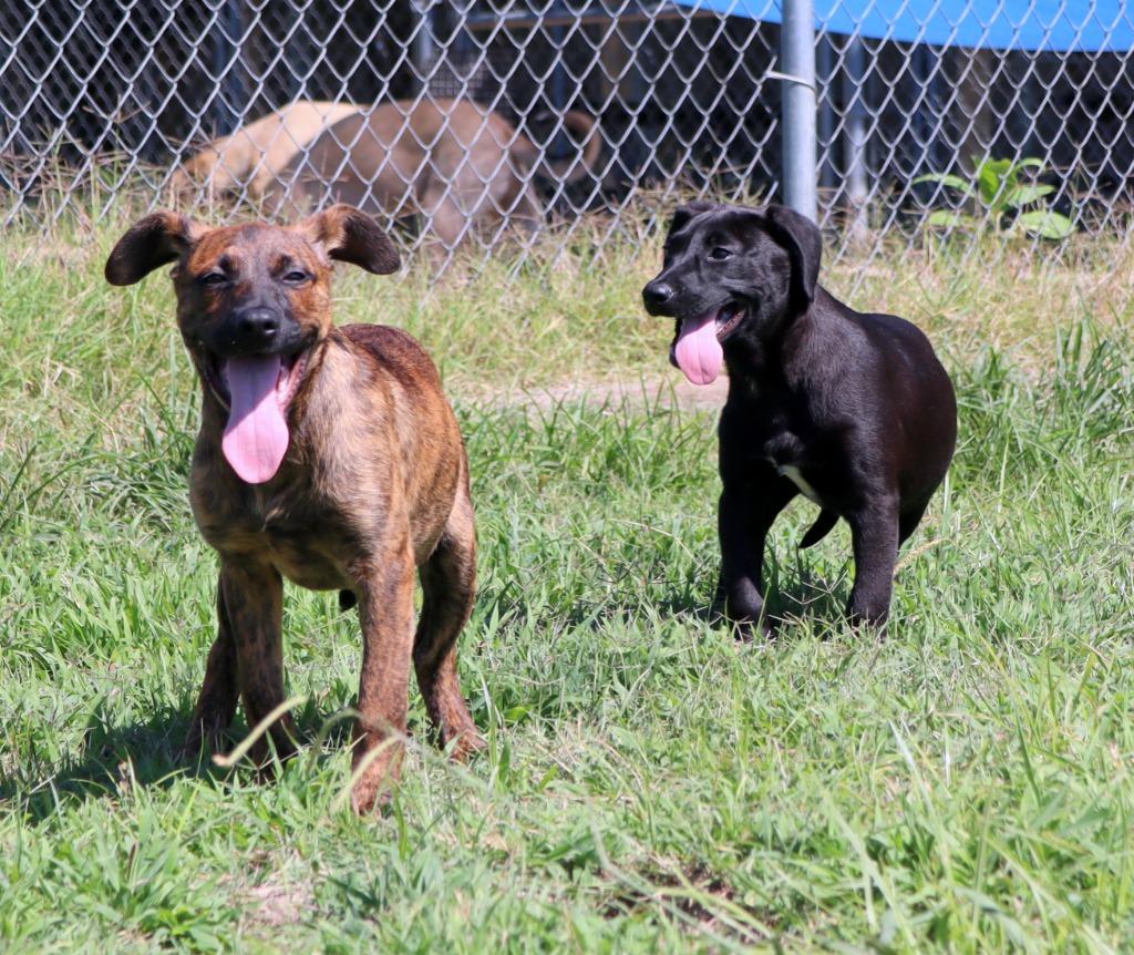 Enlarge Velveta, a Adoptable Mixed Breed in Jonesboro, AR image 5/5