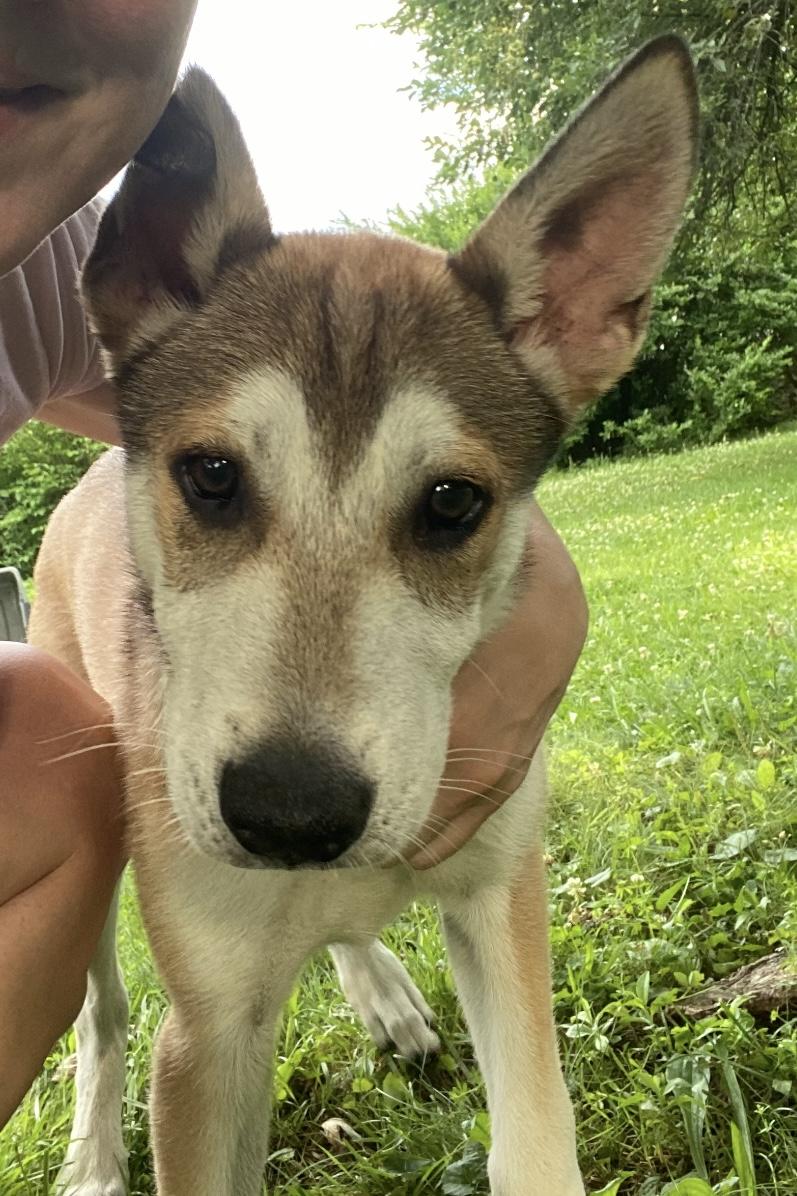 THUNDER, Adopted, Young Male Husky & German Shepherd Dog.