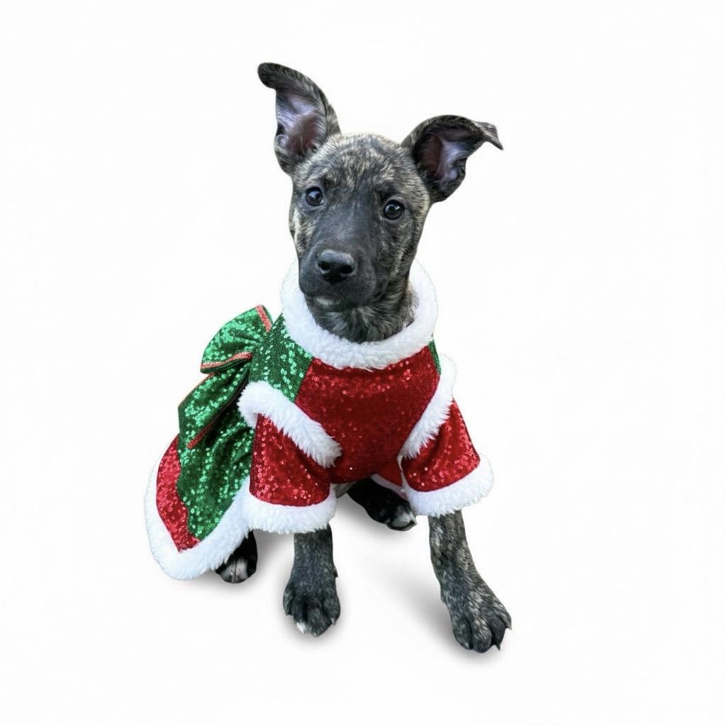 Enlarge Zoey-ADOPT Me!!, a ADOPTABLE mixed breed in Redondo Beach, CA image 1/2