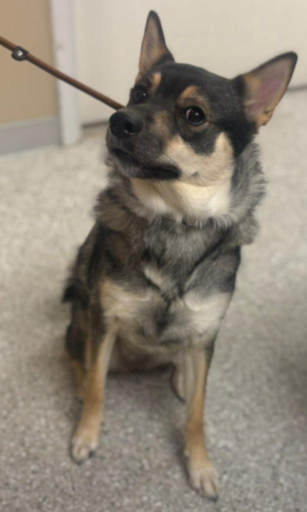 Star, Adoptable, Adult Female Norwegian Elkhound & Terrier.