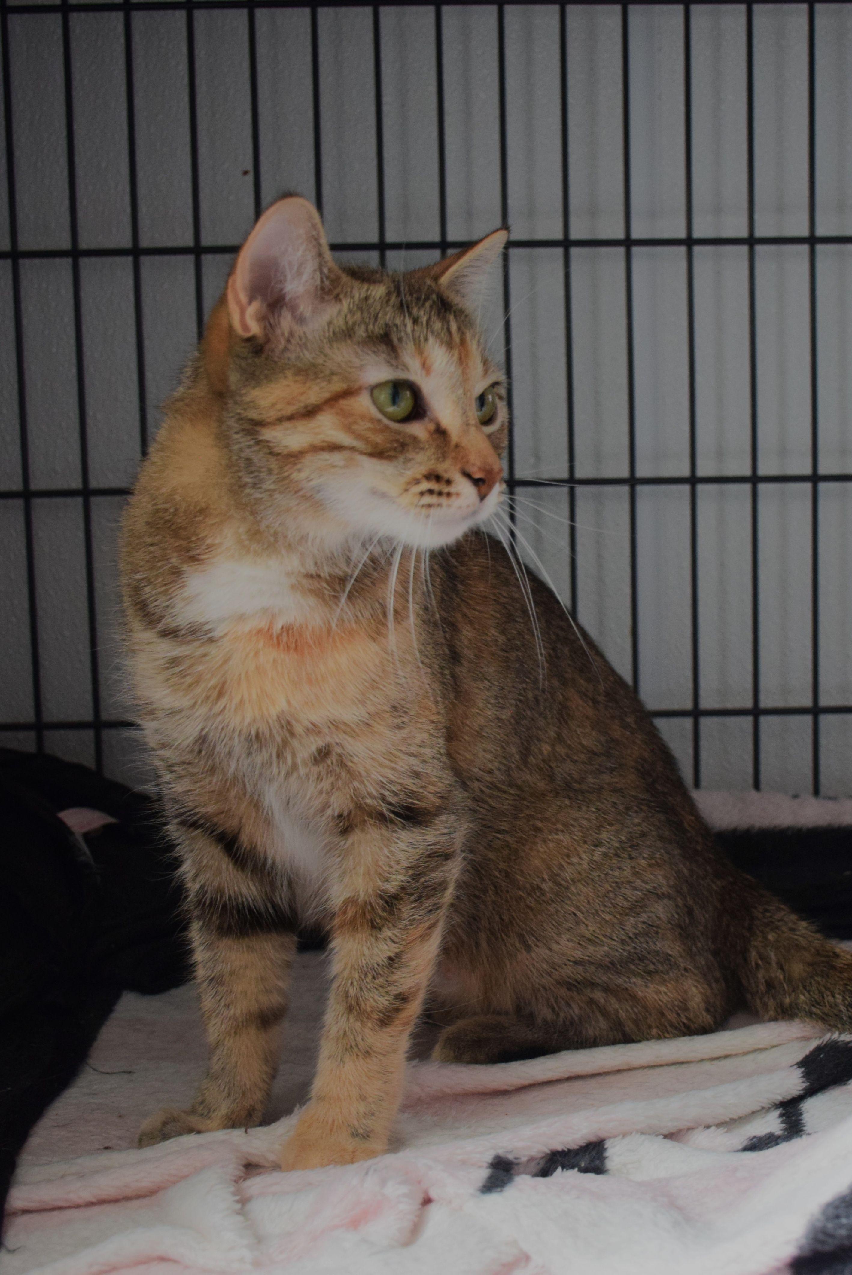 Enlarge Penny, a ADOPTABLE mixed breed in Claresholm, AB image 1/1