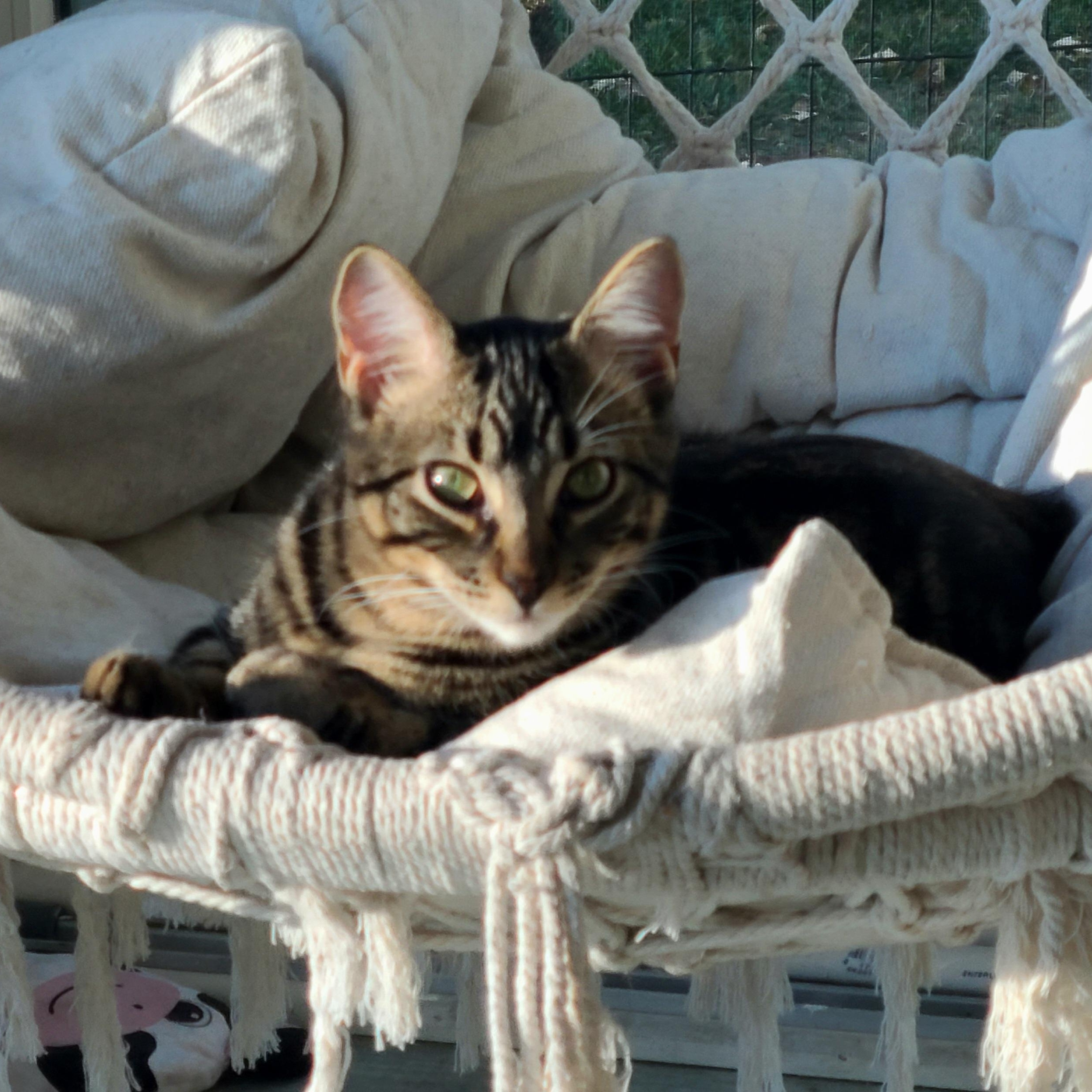 Gunther, an adoptable Domestic Short Hair in Menasha, WI, 54952 | Photo Image 1