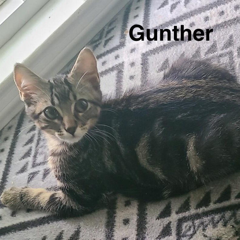 Enlarge Gunther, a Adoptable Domestic Short Hair in Menasha, WI image 1/3