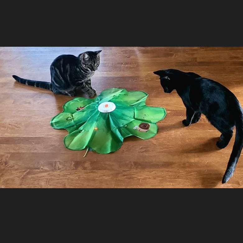 Enlarge Gunther, a Adoptable Domestic Short Hair in Menasha, WI image 3/3