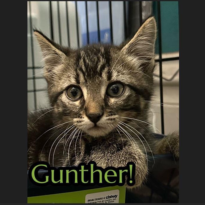 Gunther, an adoptable Domestic Short Hair in Menasha, WI, 54952 | Photo Image 1