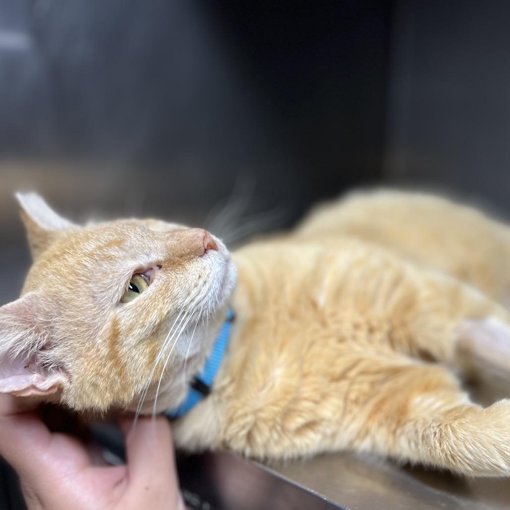 Nugget, Adoptable, Adult Male Domestic Short Hair.